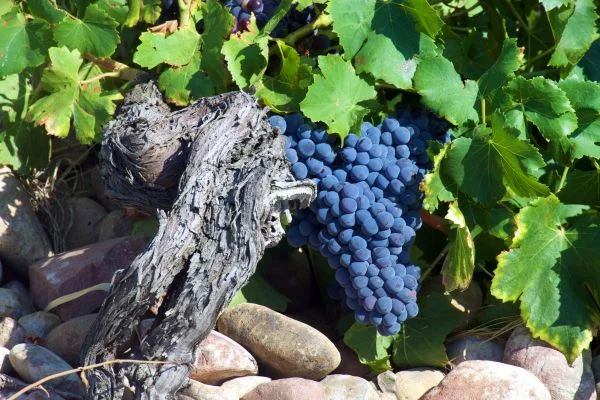 Tipos de Uvas para vinho - Syrah