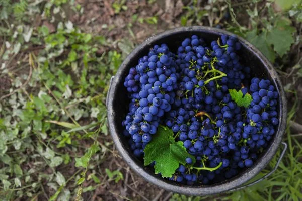 Tipos de Uvas para vinho - Cabernet Sauvignon