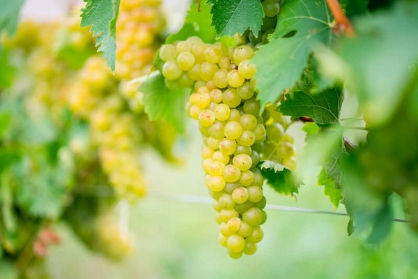 Tipos de Uvas para vinho - Chardonnay