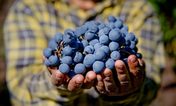 Tipos de Uvas para vinho - Malbec