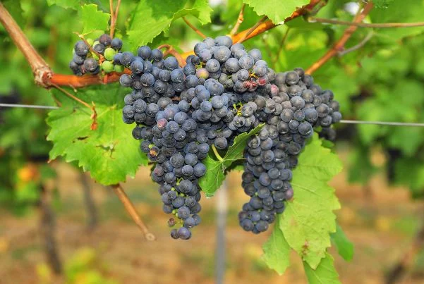 Tipos de Uva para vinho - Merlot