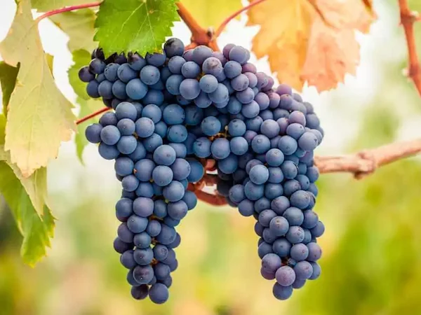 Tipos de Uvas para vinho - Malbec