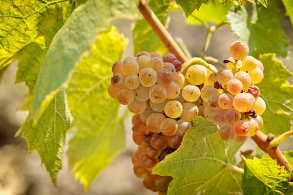 Tipos de Uvas para vinho - Riesling