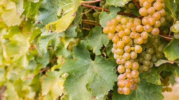 Tipos de Uvas para vinho - Sauvignon Blanc